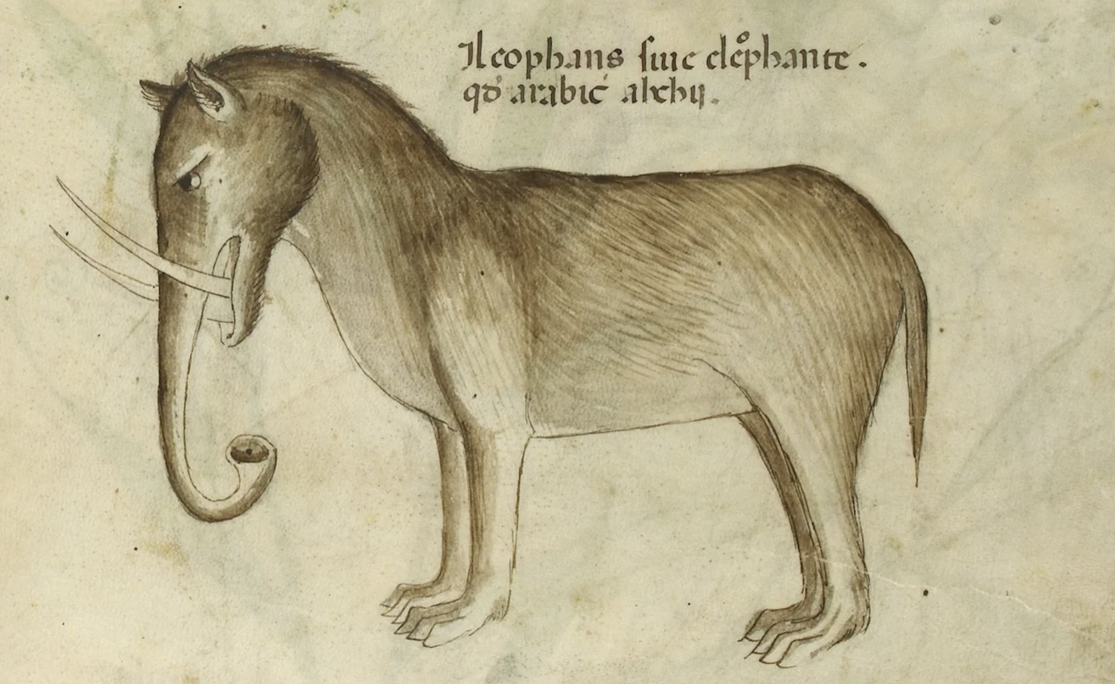 Drawing of a furry, strangely proportioned elephant with enormous tusks